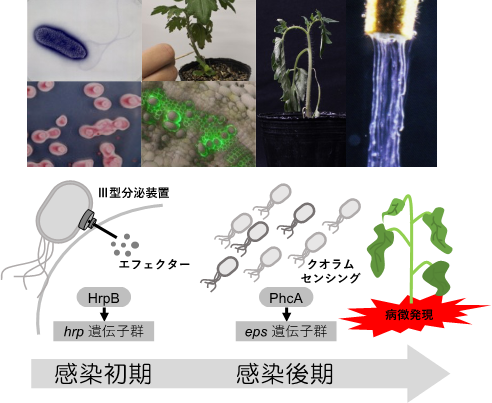 植物病理学 | 九州大学-農学部 大学院生物資源環境科学府 大学院農学研究院